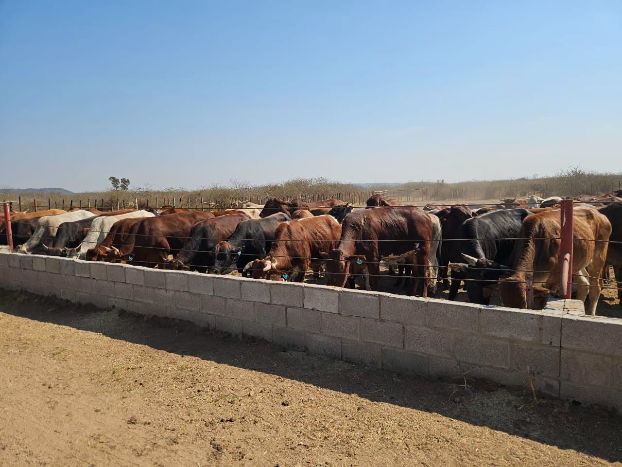 Umguza feedlot transforming livestock production