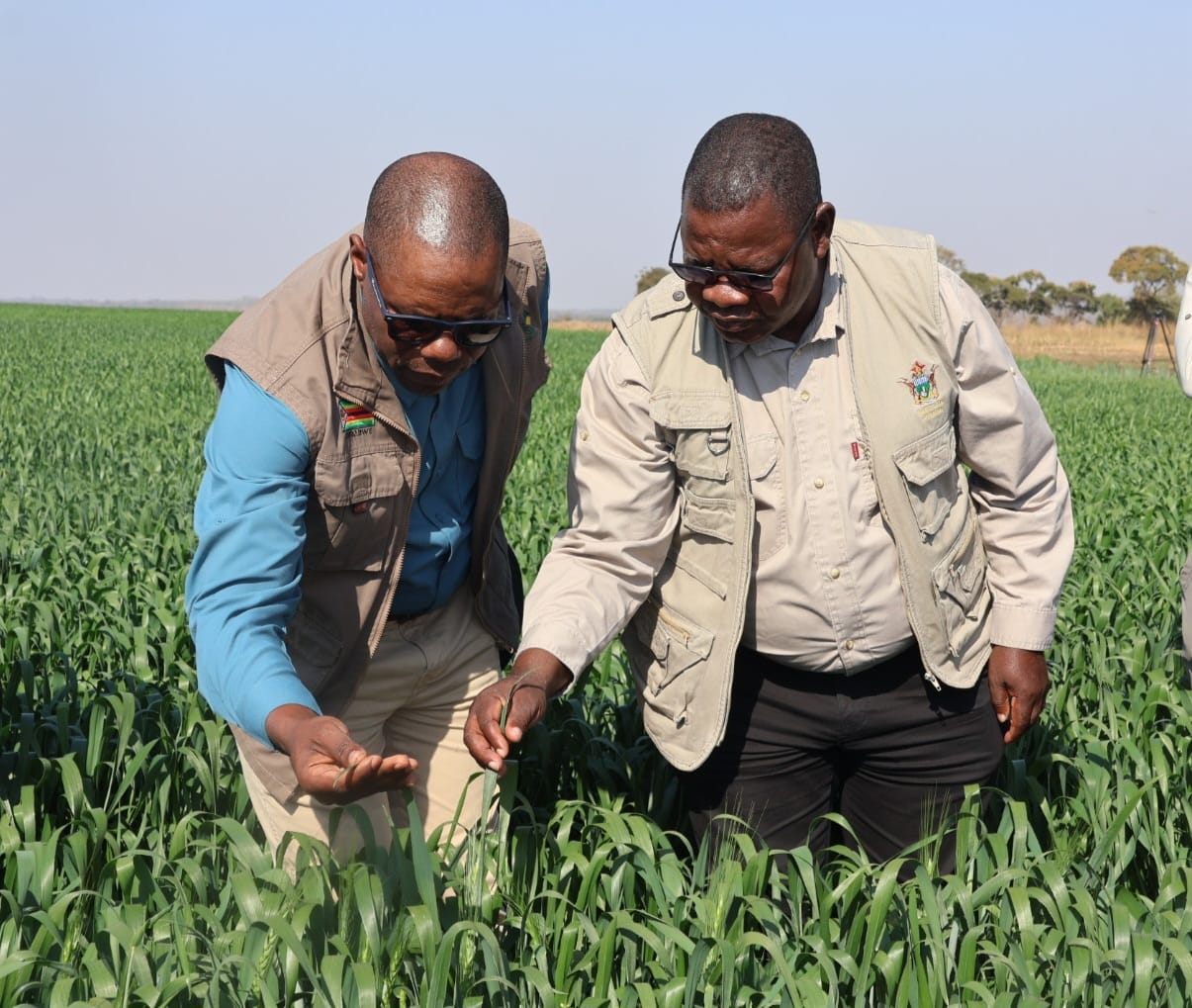 Government warns farmers against unscrupulous grain buyers