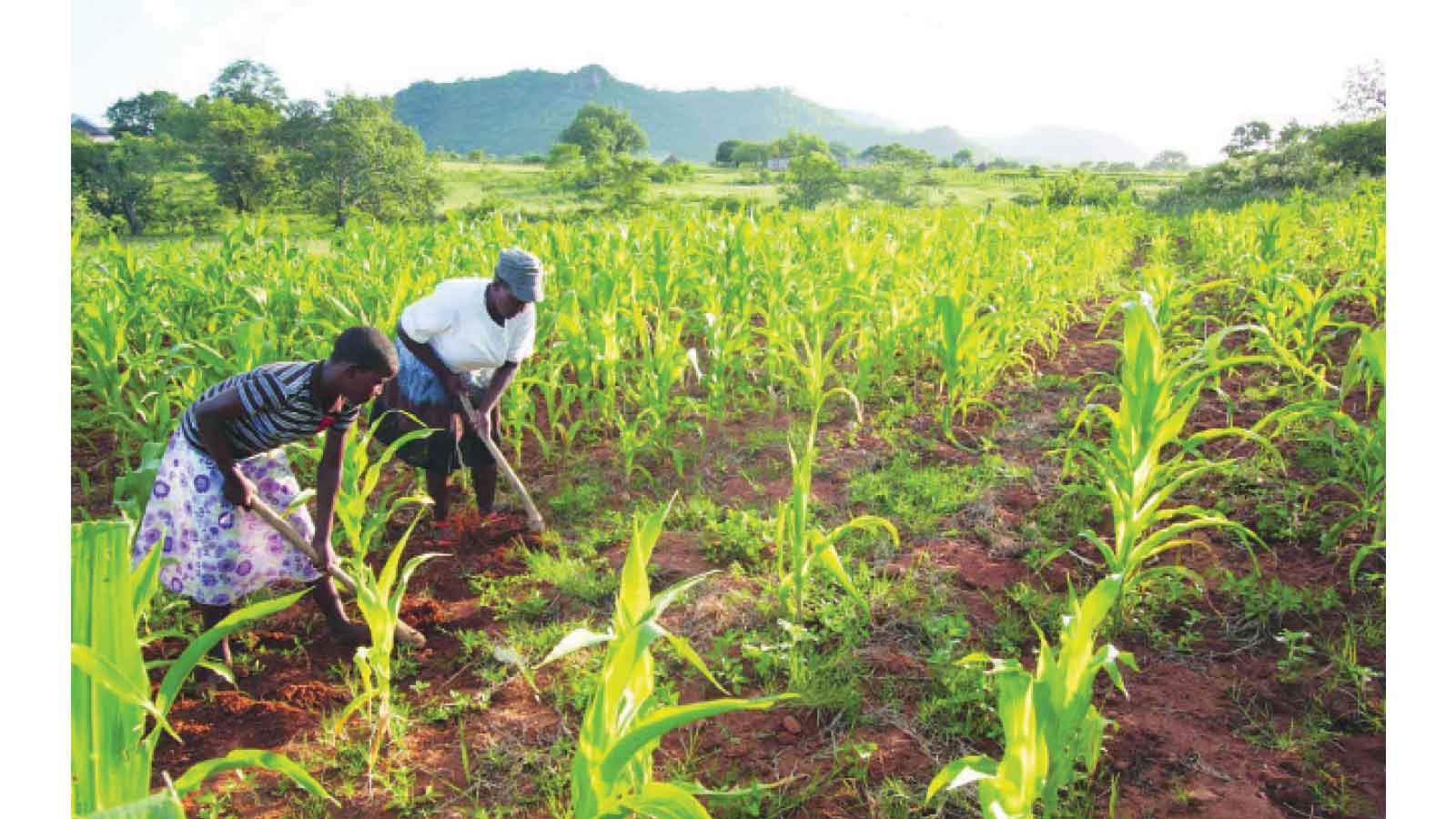 Can agric insurance survive knowledge gap among farmers?