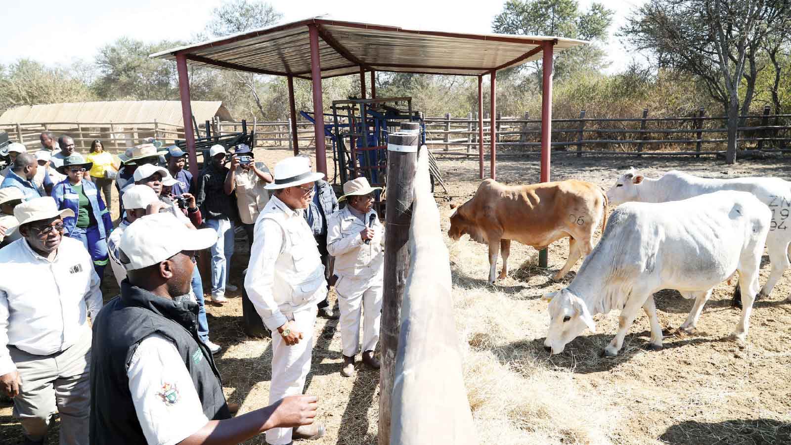 Livestock genetic improvement drive intensified