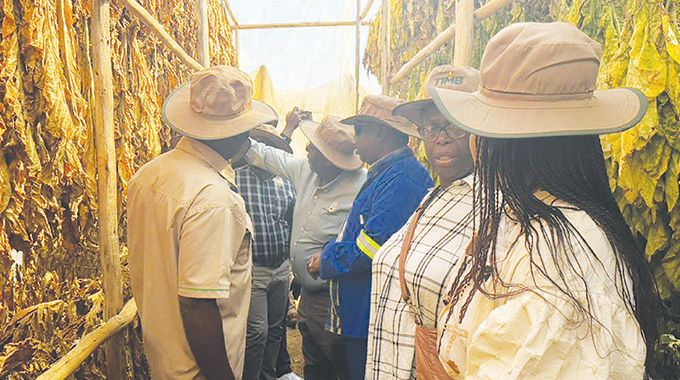 Marula tobacco farmer leads diversification model with thriving horticulture project