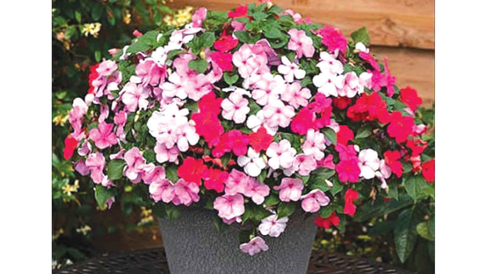 Brighten your garden with the beautiful busy lizzie