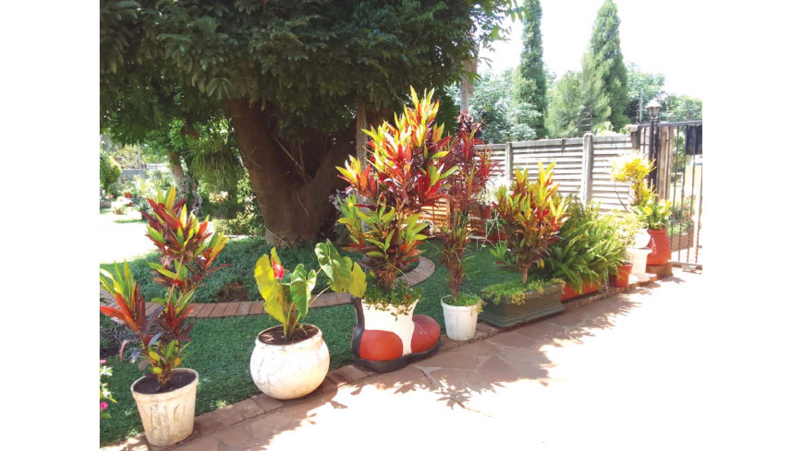 Mastering the art of  container gardening