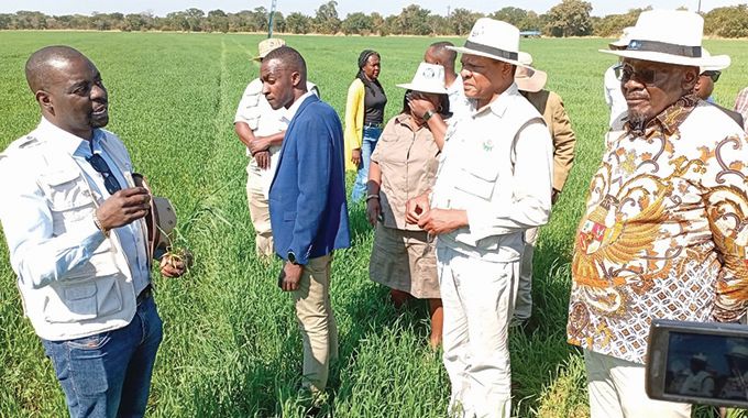 Women lead rural economic revival as Bubi-Lupane Irrigation Scheme thrives