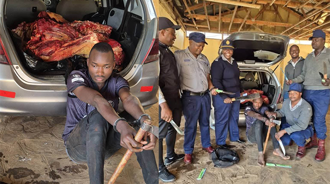 Kubotshwa oyedwa, ethwele isidumbu senkomo. . . ababili badliwa ngumnyama