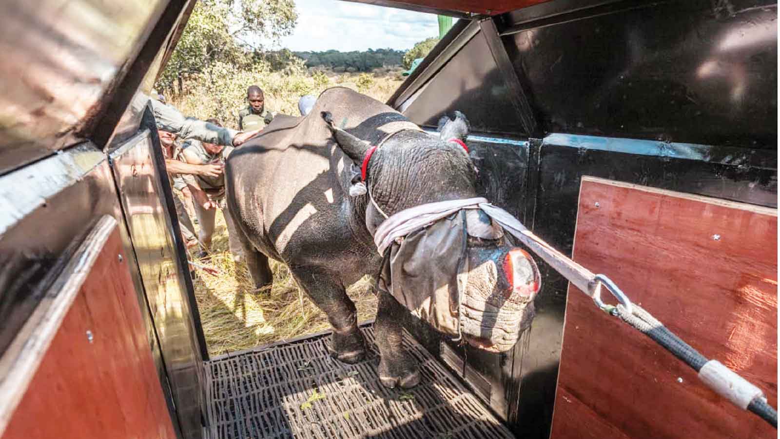 Rhinos’ reintroduction at Matusadonha shows Zim’s leadership in biodiversity conservation