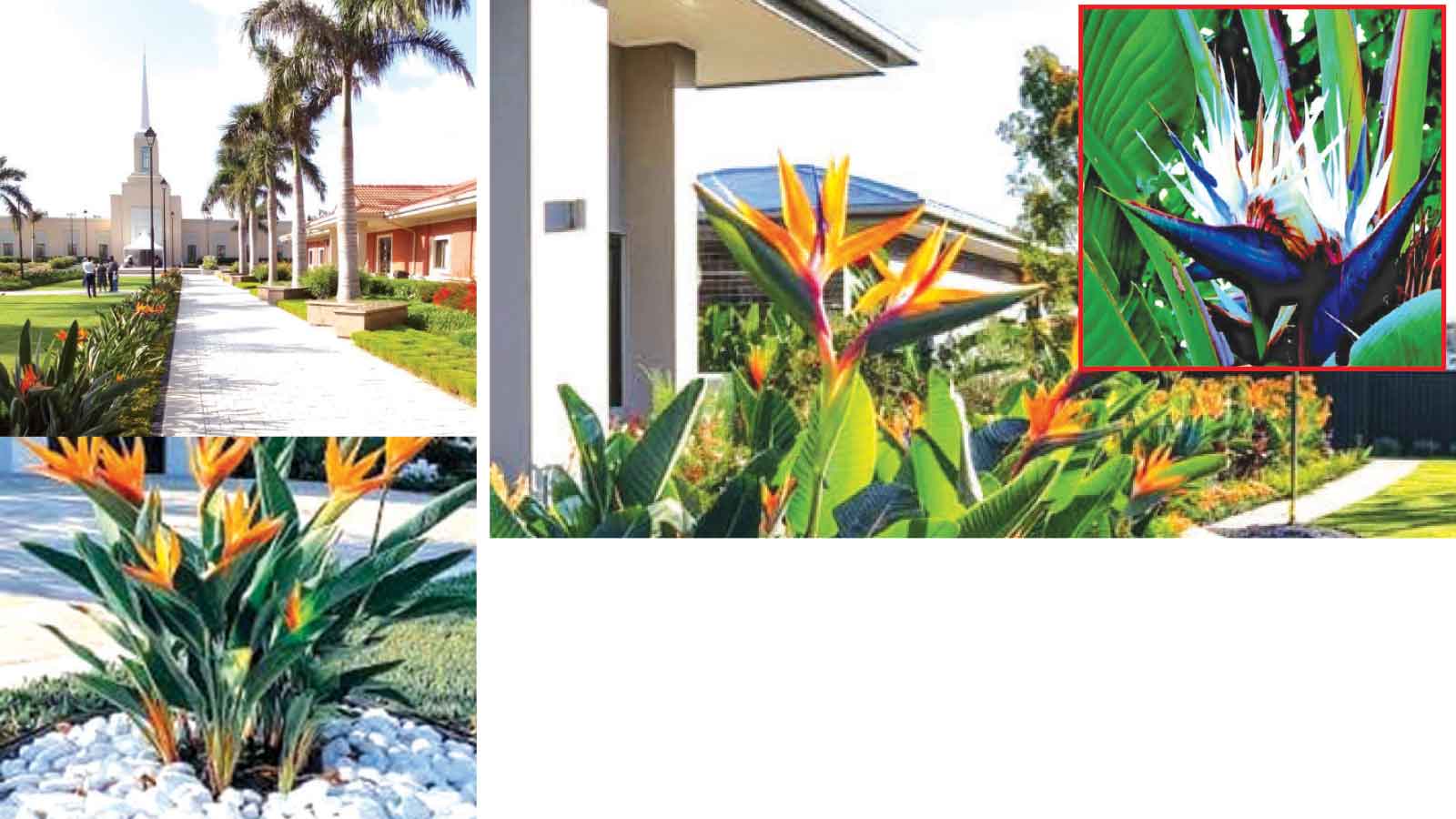 Growing and caring for the magnificent bird of paradise
