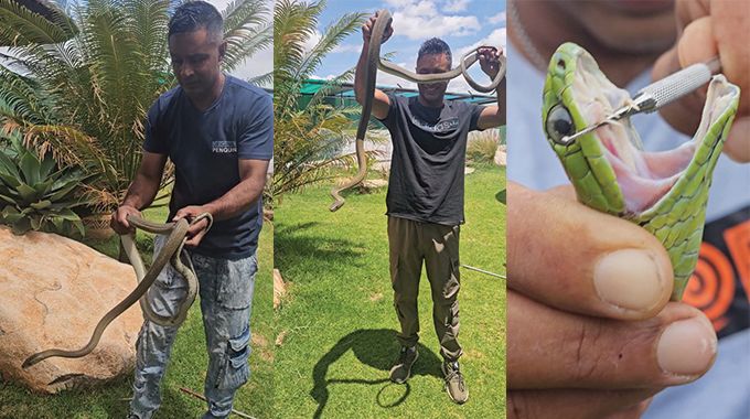 One snake at a time: The life, passion of snake catcher Ahmed Mohamed Esat