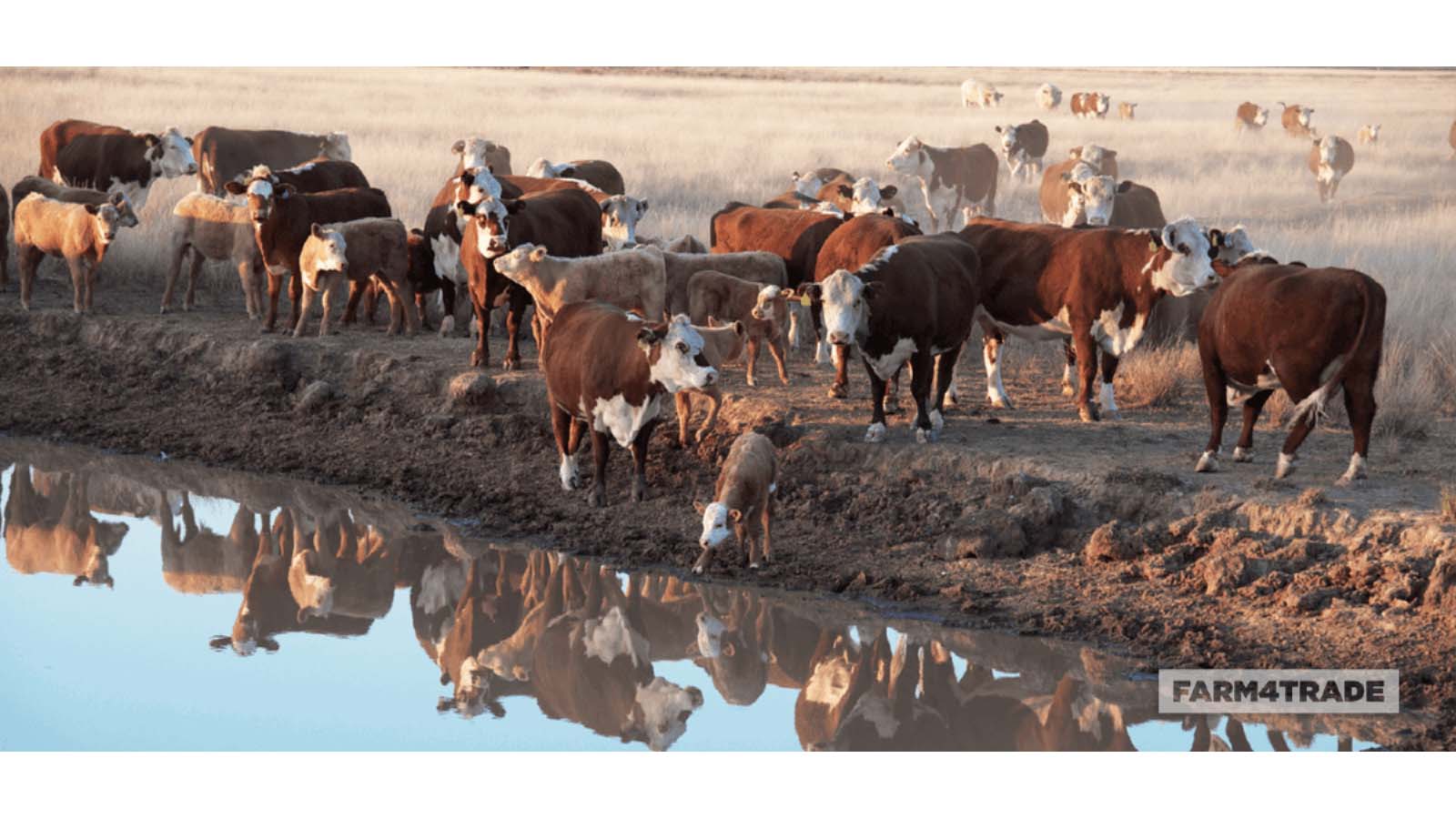 El Niño: Climate-proofing agriculture now a market issue
