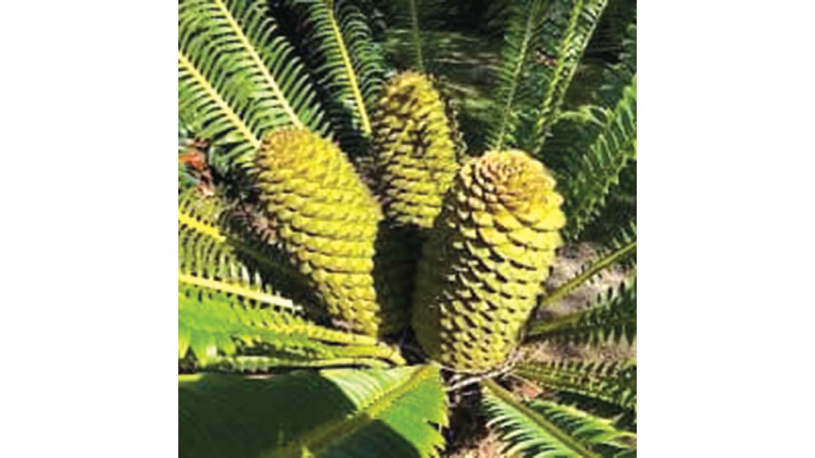 Protecting, propagating Zimbabwe’s rare cycads