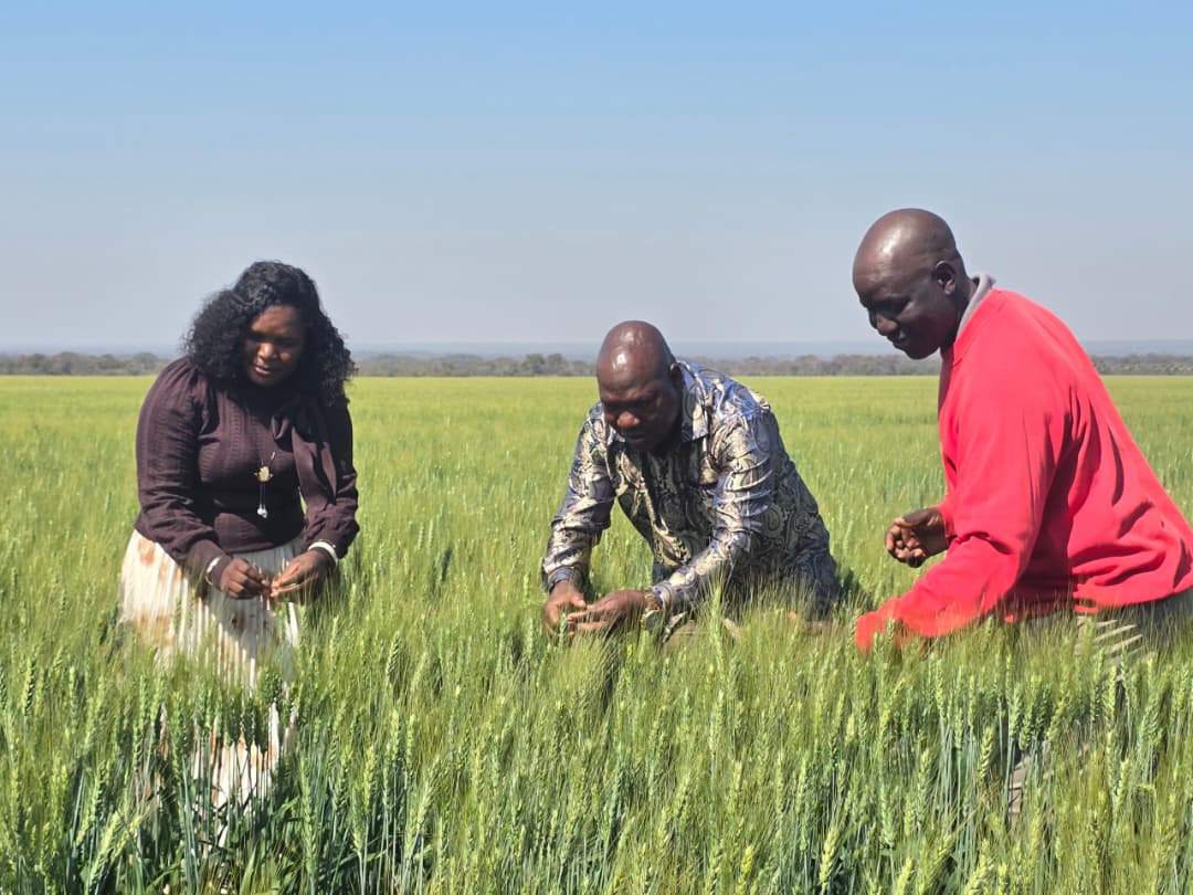 ARDA to irrigate 75 000ha maize ahead of summer season