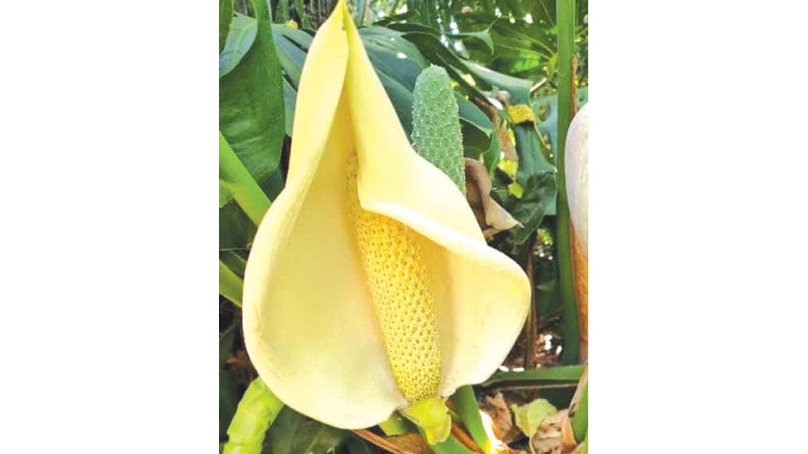A patient gardener’s guide to the delicious monster