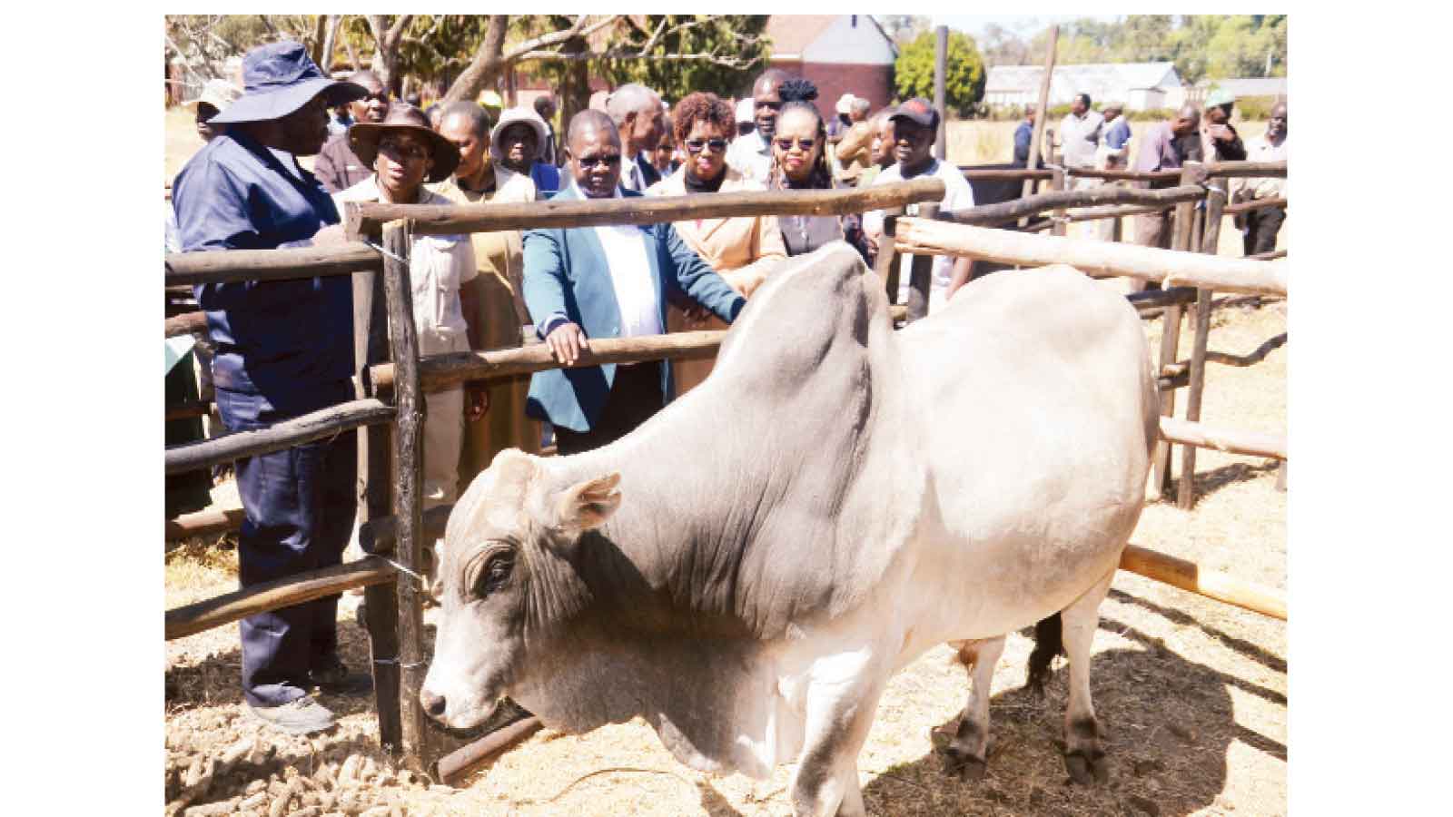 Zim targets 6 million cattle by 2030