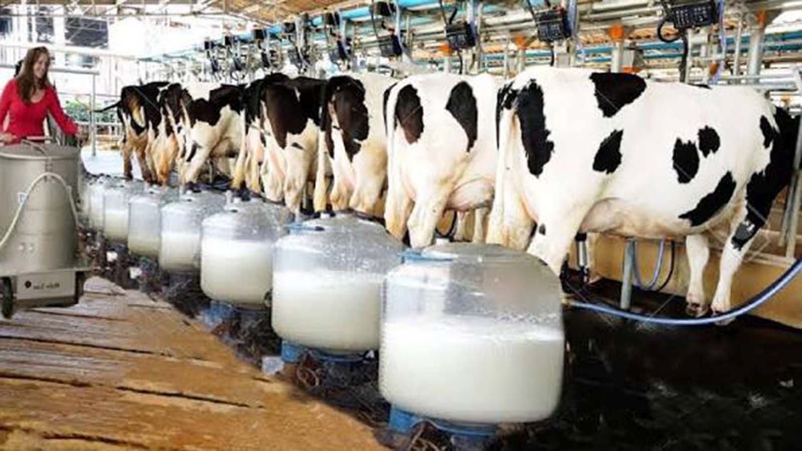 Zimbabwe dairy production hits 155 millioln Llitres as supply gap narrows