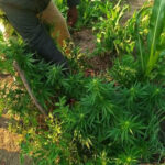 During a search at the suspect's garden, a field of dagga was discovered