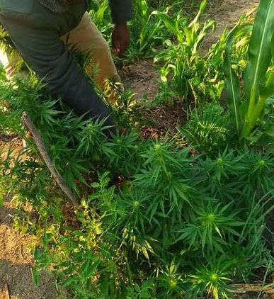Police run into dagga garden during theft investigation