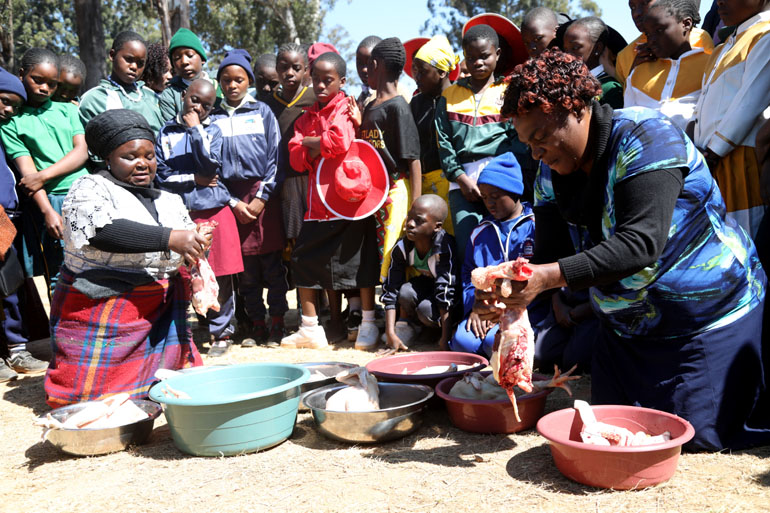 Elderly women demonstrate to young girls how to slaughter chickens
