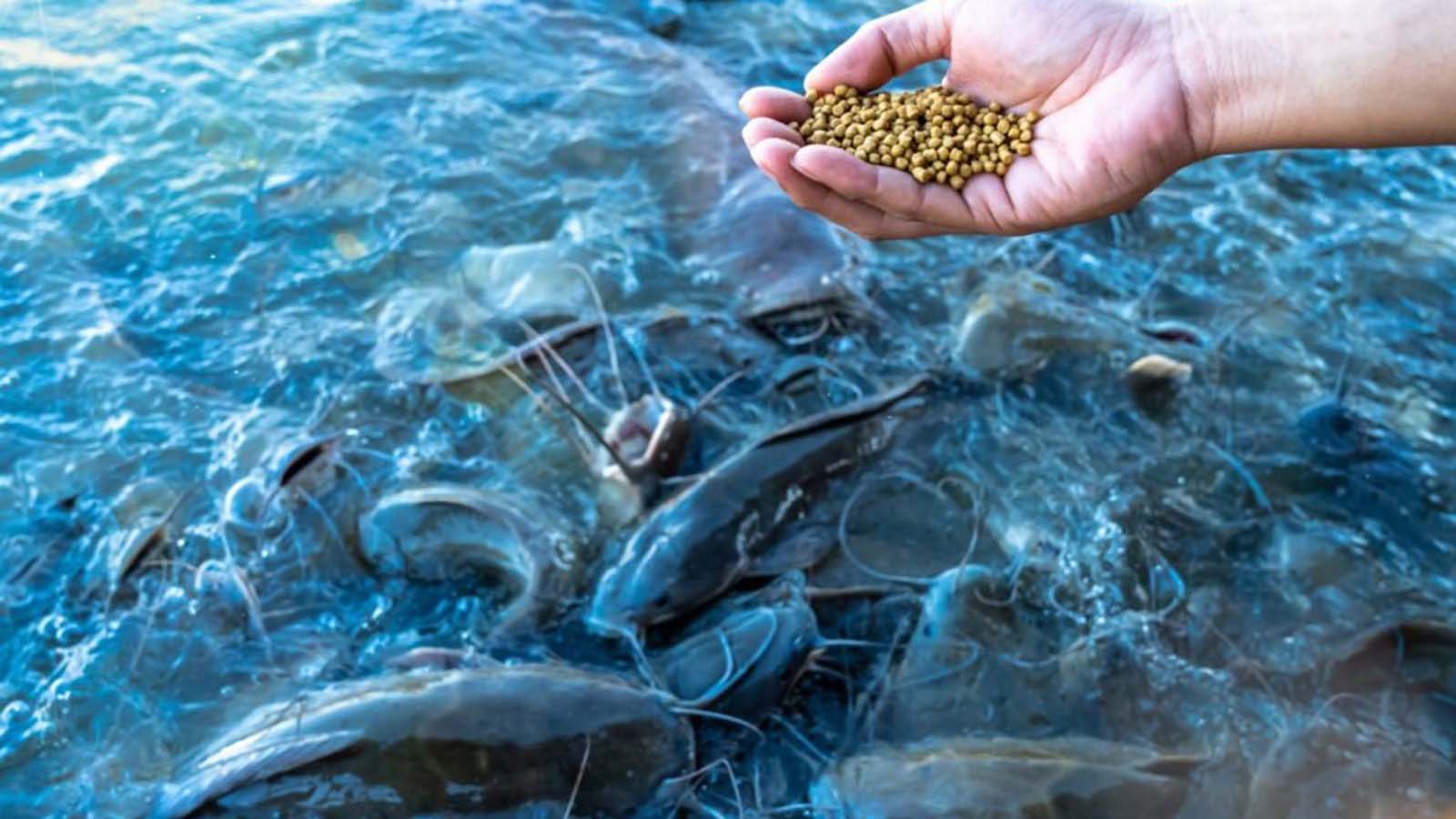VAT relief gives fish farmers new production boost