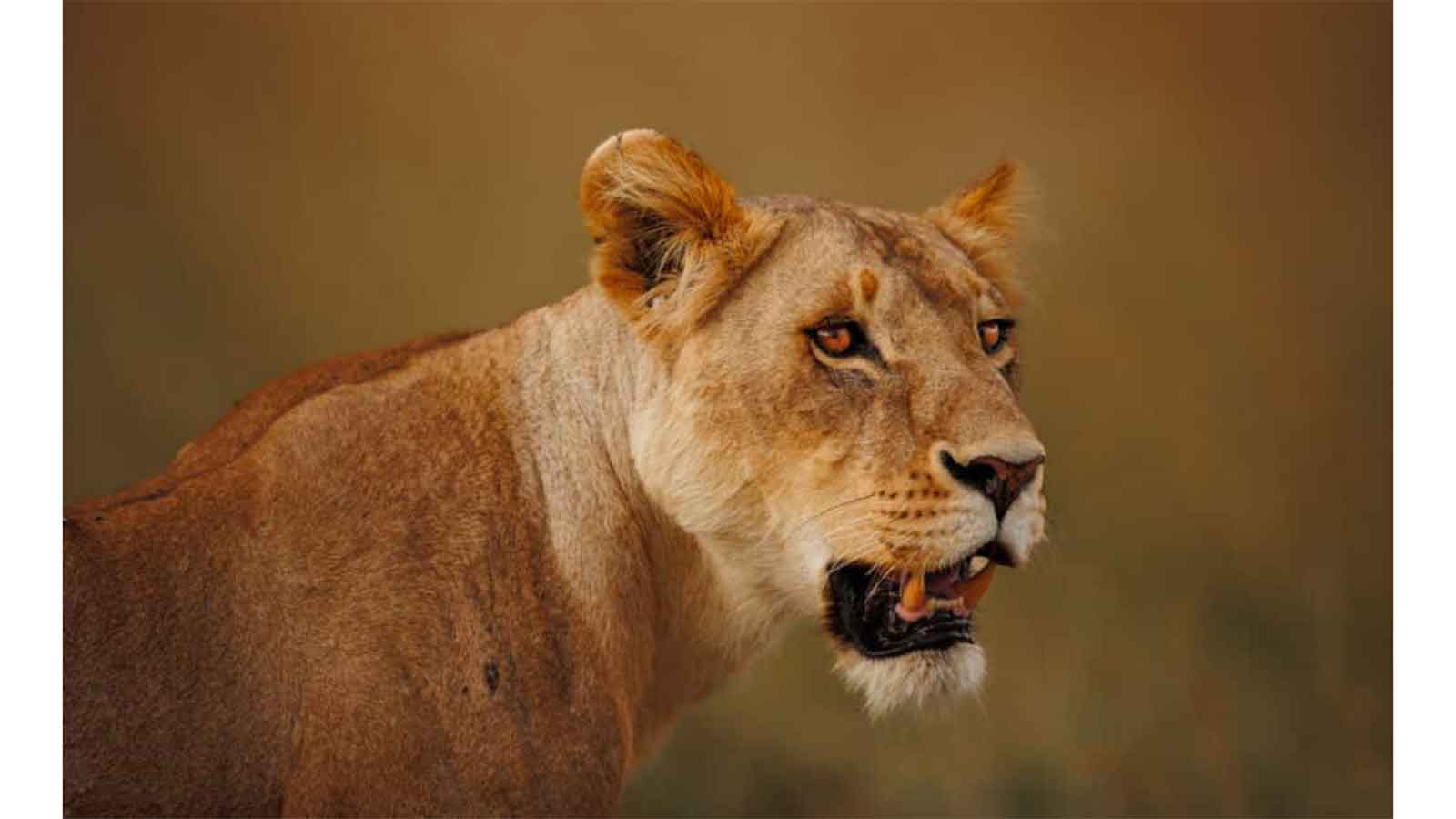 Stray lion killed in Chipinge
