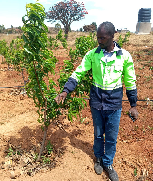 Mr Tawanda Bukuta in his orchard