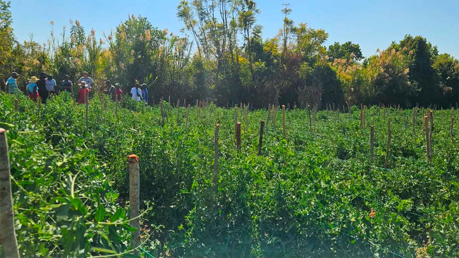 Zimbabwe pea exports: Mutoko women farmers partner with ZimTrade and Netherlands to supply EU markets