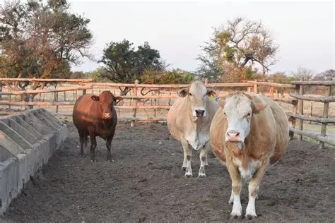 Three Mutare cattle dealers lose carcasses after failing to secure movement permits