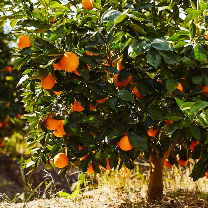 Beitbridge citrus plant eyes export markets