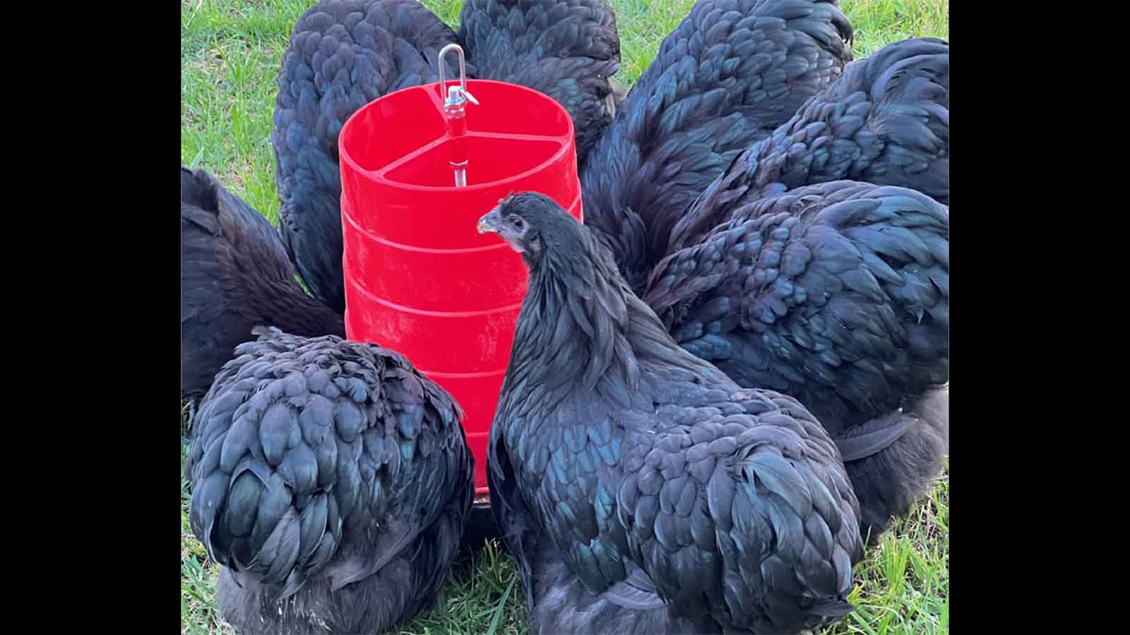Poultry exhibitors surpass target