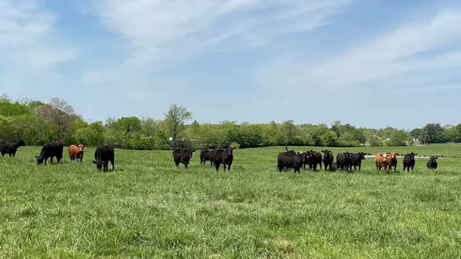 Farmers urged to set aside 10pc land for pasture