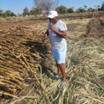 FROM FOOTBALL TO FARMING . . . Former PSL coach, Rodwell Dhlakama, who endured relegation with Hwange and GreenFuel FC on the bounce after joining the Ethanol Boys halfway through the season and then Hwange with 15 matches remaining, is currently concentrating on his farming project in Chiredzi after taking a sabbatical from the games