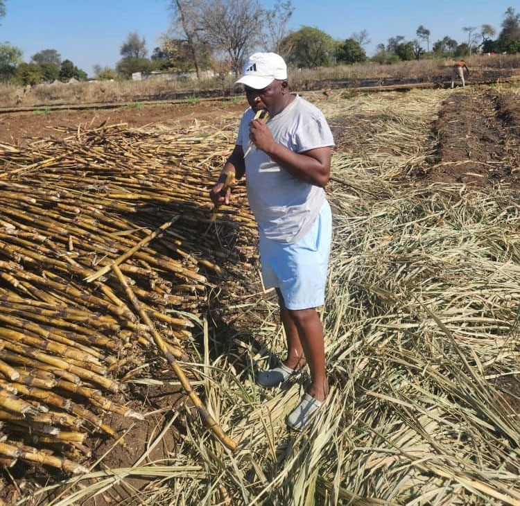 FROM FOOTBALL TO FARMING . . . Former PSL coach, Rodwell Dhlakama, who endured relegation with Hwange and GreenFuel FC on the bounce after joining the Ethanol Boys halfway through the season and then Hwange with 15 matches remaining, is currently concentrating on his farming project in Chiredzi after taking a sabbatical from the games