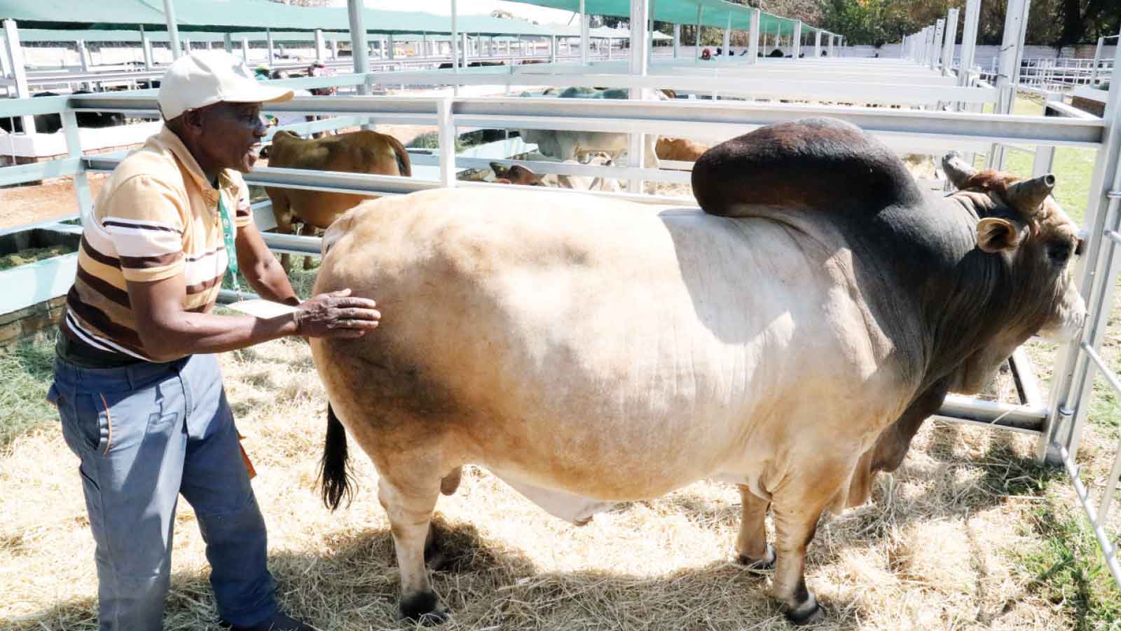 Exhibitors get down to business at Agric Show