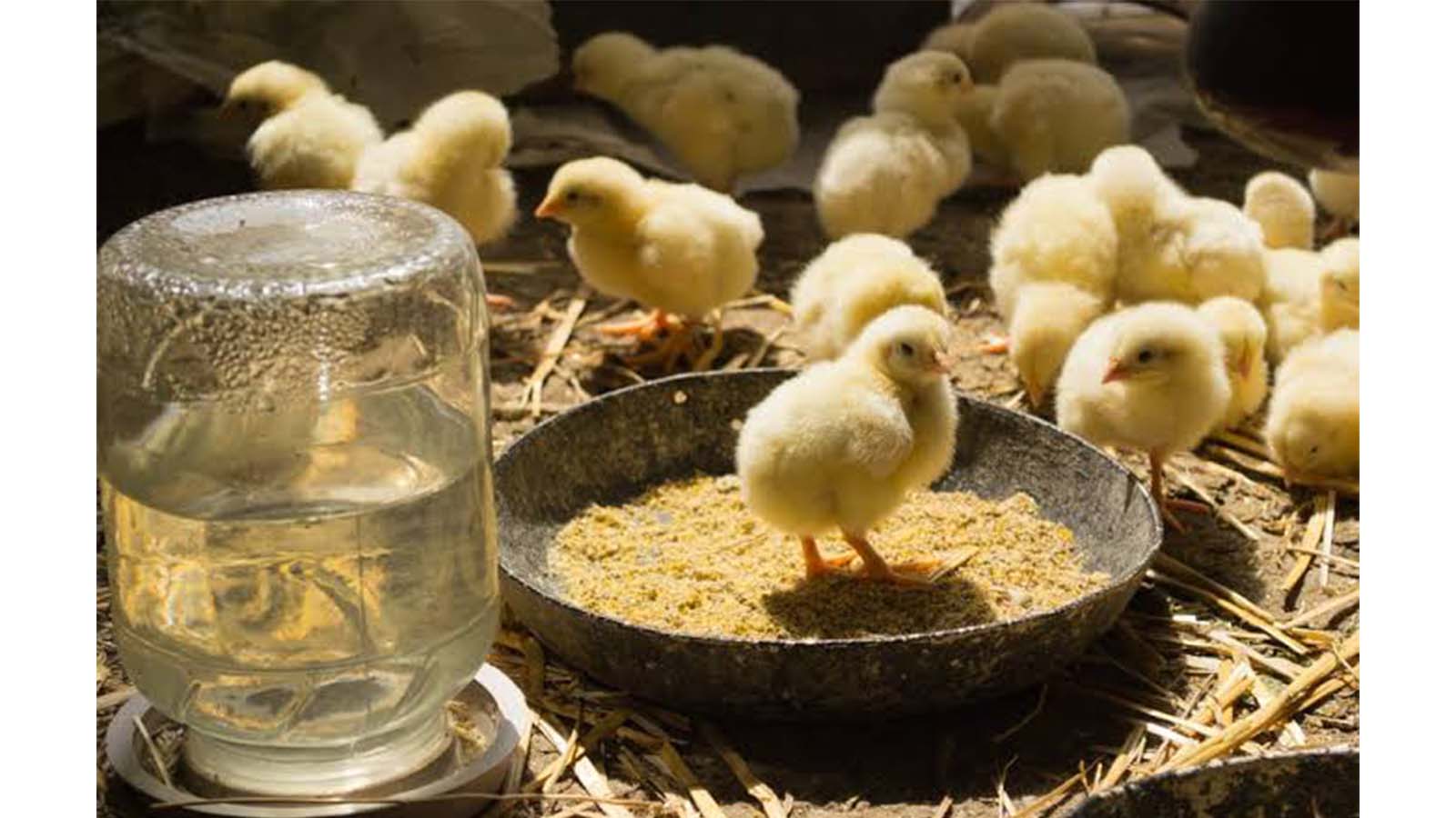 Government scraps livestock development levy