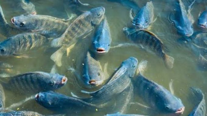Aquaculture:  ‘Less water, more management’