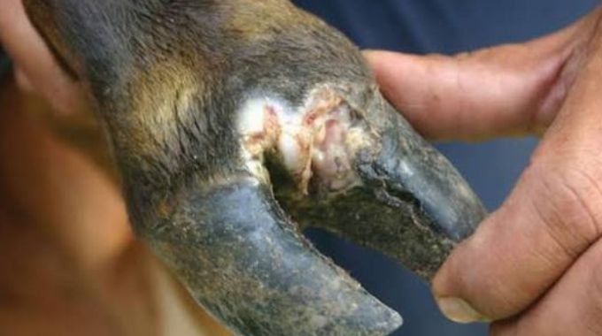 Government tightens cattle movement as foot-and-mouth (FMD) spreads in Matabeleland North and Matabeleland South