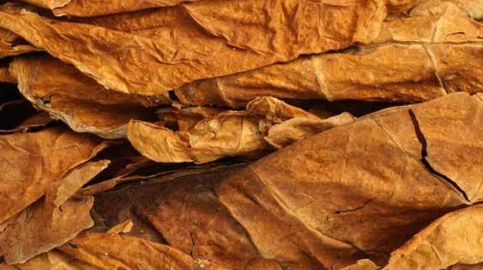 Processing bottleneck threatens Zimbabwe’s tobacco boom, industry chief warns