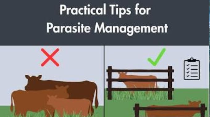Management of internal parasites in livestock tips