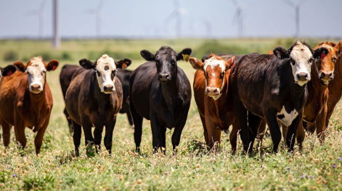 Livestock, the bank that never closes