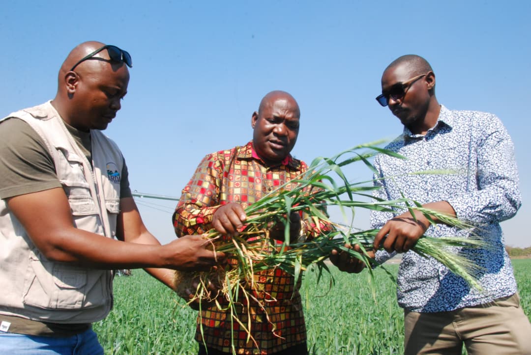 Reliable water, electricity drive ARDA’s 325 000-tonne wheat target
