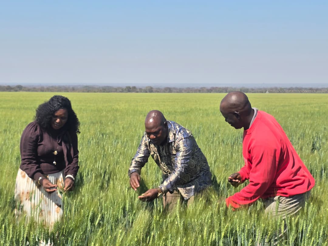 Parliament declares Zimbabwe on course for food security