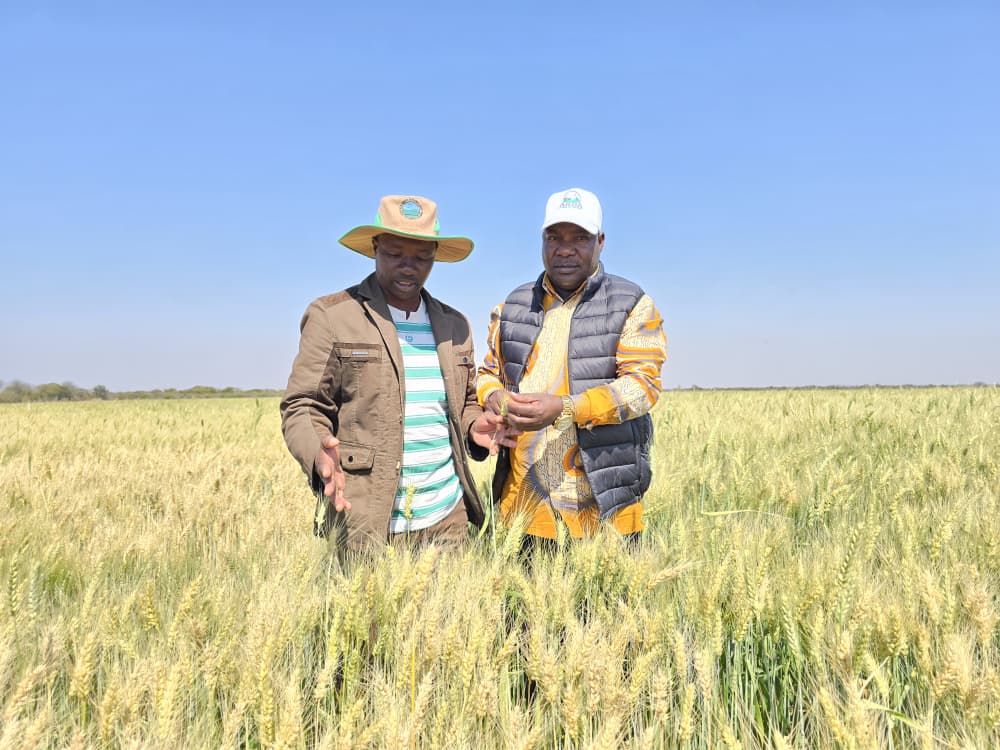 Parliament urges more funding for ARDA after Antelope wheat success