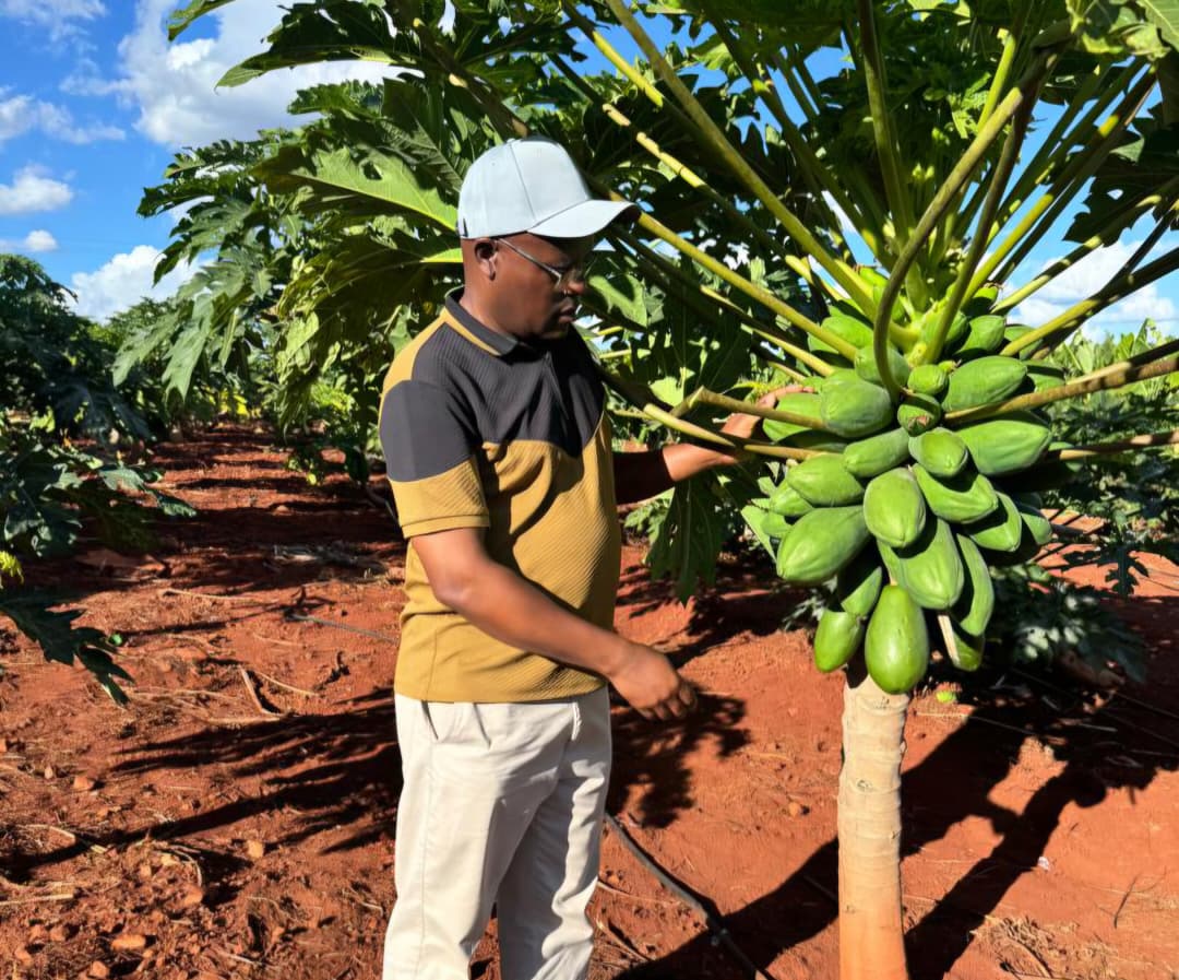 Presidential Borehole Programmes drive rural orchards in drier regions
