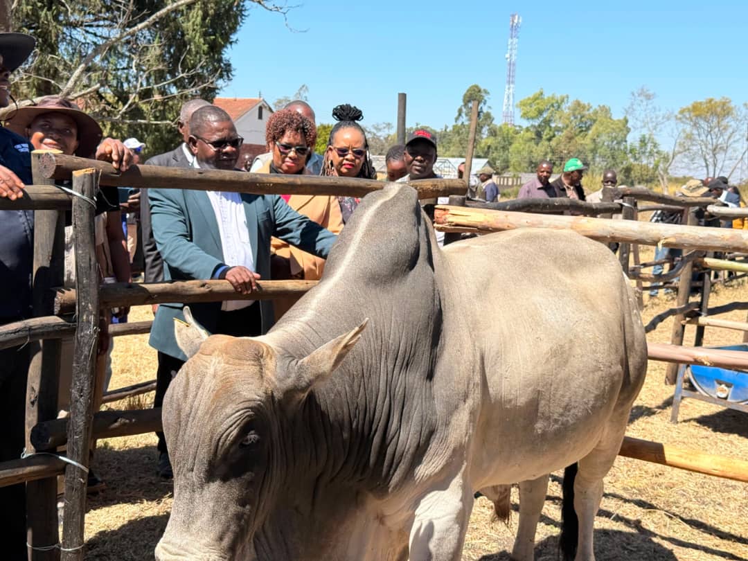 Government moves to strengthen indigenous cattle genetics