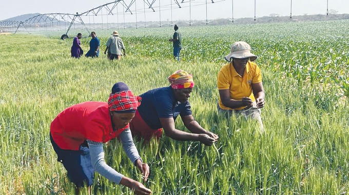 As El Niño threat grows, Zimbabwe bets on solar-powered farming