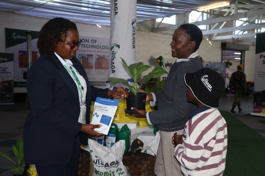 Kutsaga pushes drought-ready tobacco varieties ahead of El Niño