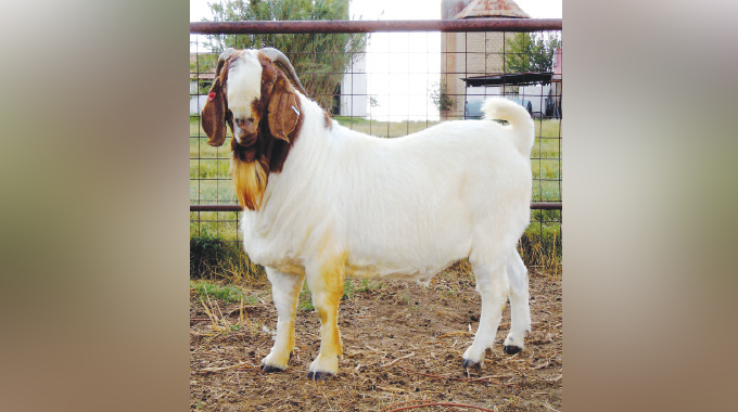 Improving your goats for maximum productivity: A practical guide for smallholder farmers