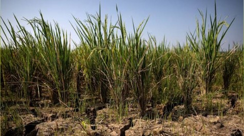 Strong El Niño could push 49 million more people into acute hunger, UN agency says