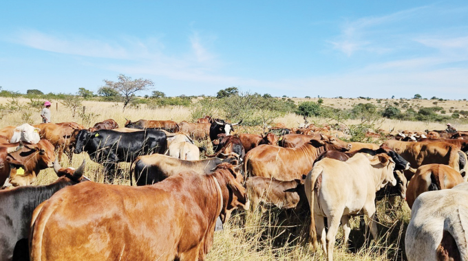 Kuqakathekile ukuphungula inkomo ebusika