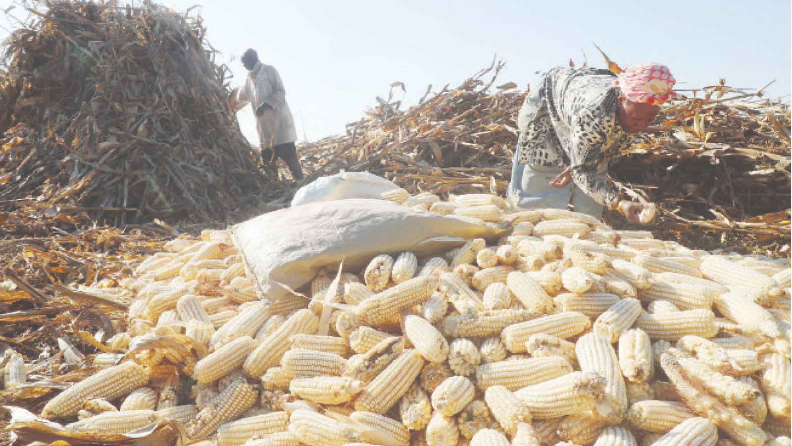 Of contract snares and veiled clauses that bleed farmers