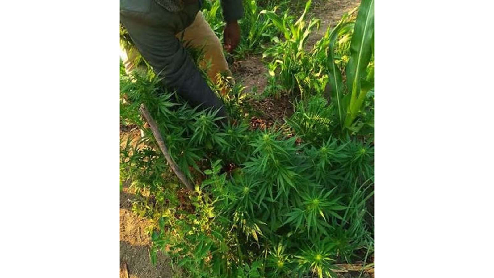 Mahwekwe nebindu rembanje mapurisa achifeya nyaya yokuba